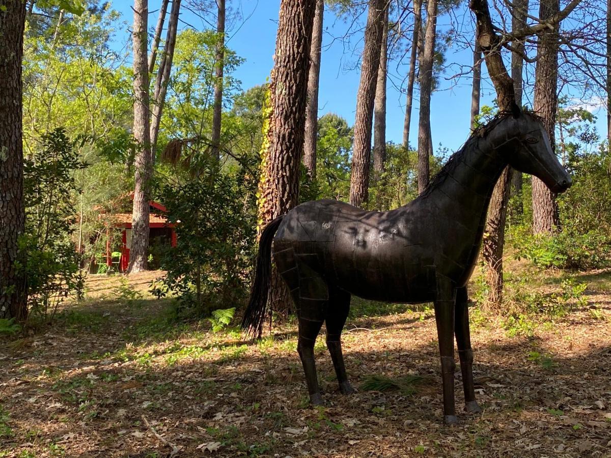 Le Petit Poulailler Au Beau Milieu Des Pins Villa Lacanau Dış mekan fotoğraf